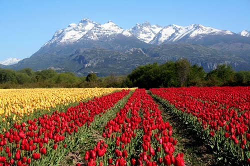 El edén argentino de los tulipanes
