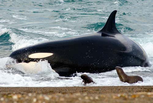 Avistaje de orcas en la costa de la Peninsula Valdes
