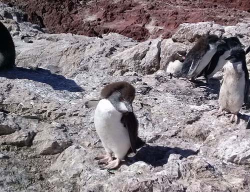 La despedida de los pingüinos de penacho amarillo
