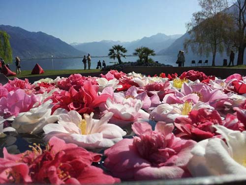 18ª Exhibición internacional de camelias en Suiza
