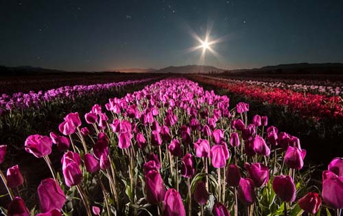 Los campos de tulipanes se pueden visitar de noche
