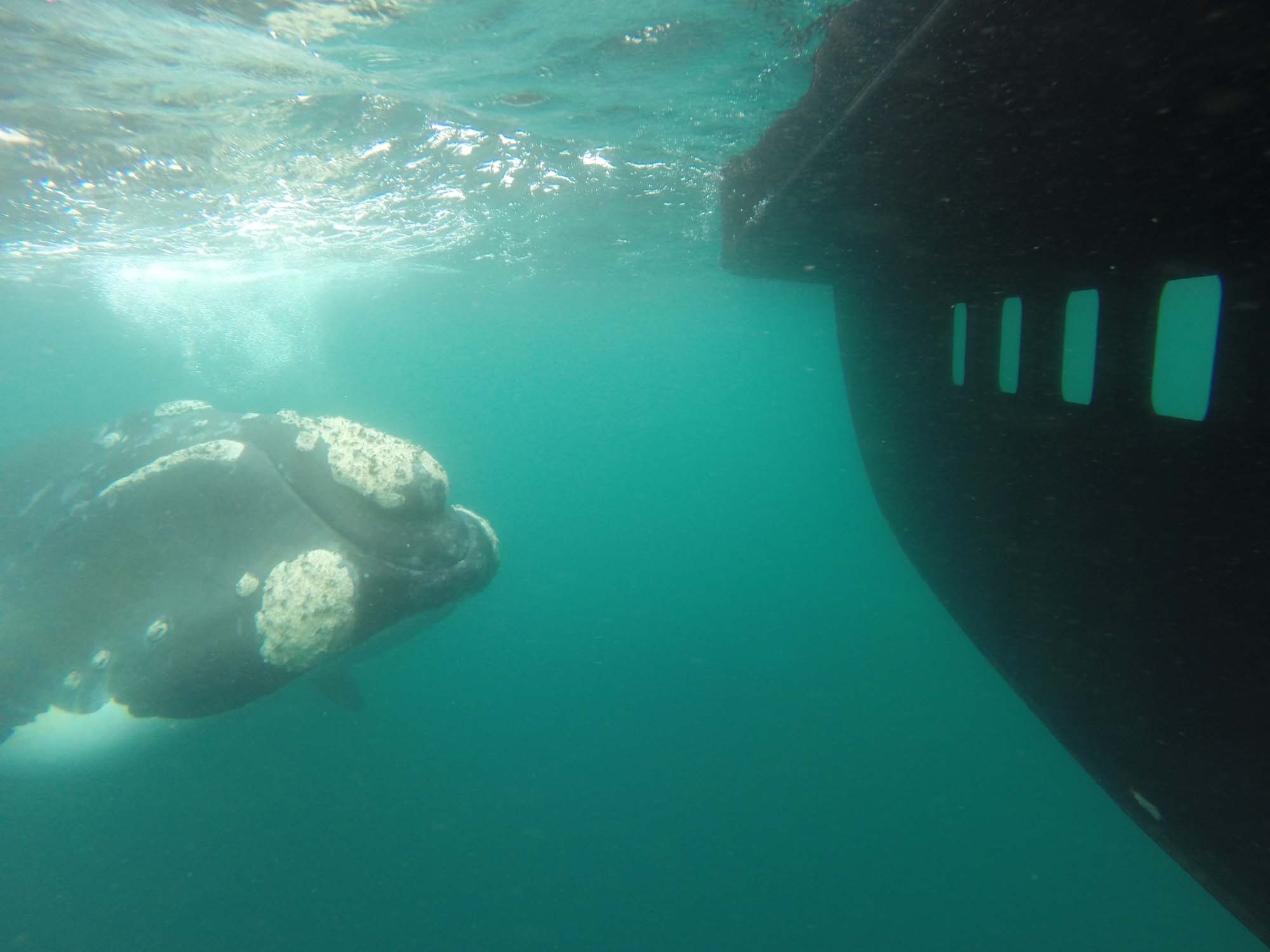 Ballenas, pingüinos, lobos, toninas y orcas.
