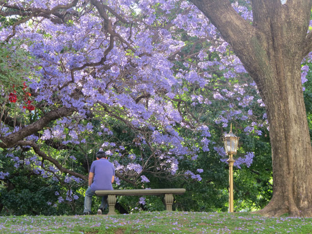 Buenos Aires vestida de azul
