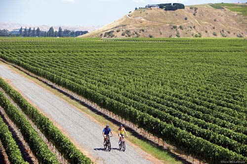 El circuito de los vinos del Pacifico Sur
