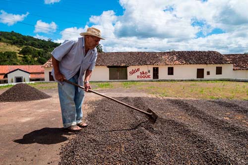 La Ruta del Café Verde en el estado de Ceará
