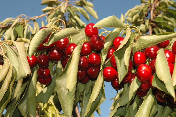 Fiesta de la Cereza en Santa Cruz
