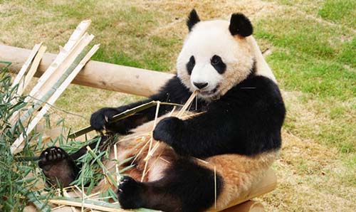 Panda World, el único lugar para ver pandas en Corea
