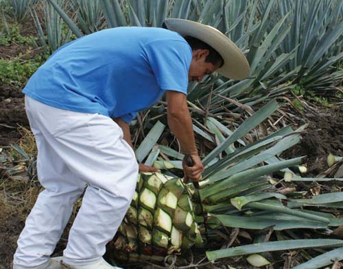Una visita en torno al tequila

