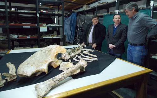 Presentaron el Murusraptor, un nuevo dinosaurio, en el museo
