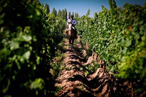 CocinAR y las Rutas del Vino
