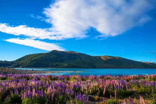 Cinco irresistibles razones para visitar Nueva Zelanda durante la primavera

 
