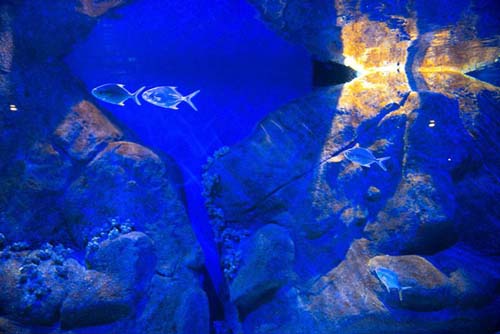 El acuario más grande América Latina abre en Río
