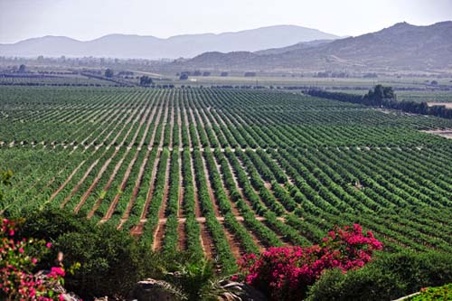 Por la Ruta de las Bodegas de la Baja California
