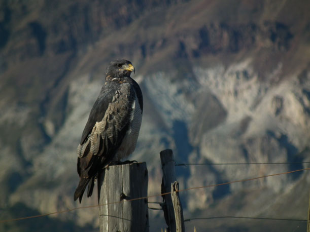 Avistajes en la Comarca de los Alerces
