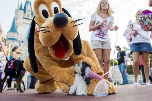 Disney acepta perros en sus hoteles
