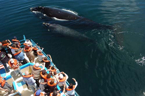Miles de turistas para ver las ballenas en 2014
