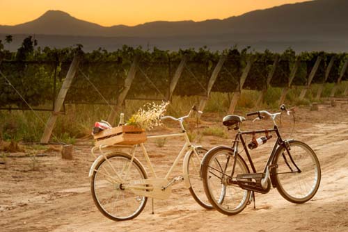 Se puede recorrer la Bodega Septima en bici y viví por dentro los viñedos
