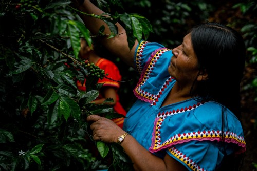 La maravillosa ruta del café en Panamá