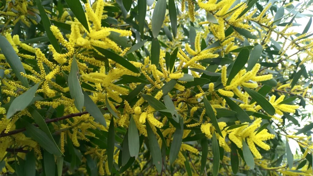 Flores del bosque en Costa del Este