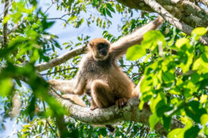 Con menos primates, peligra el futuro de los bosques atlánticos de Brasil