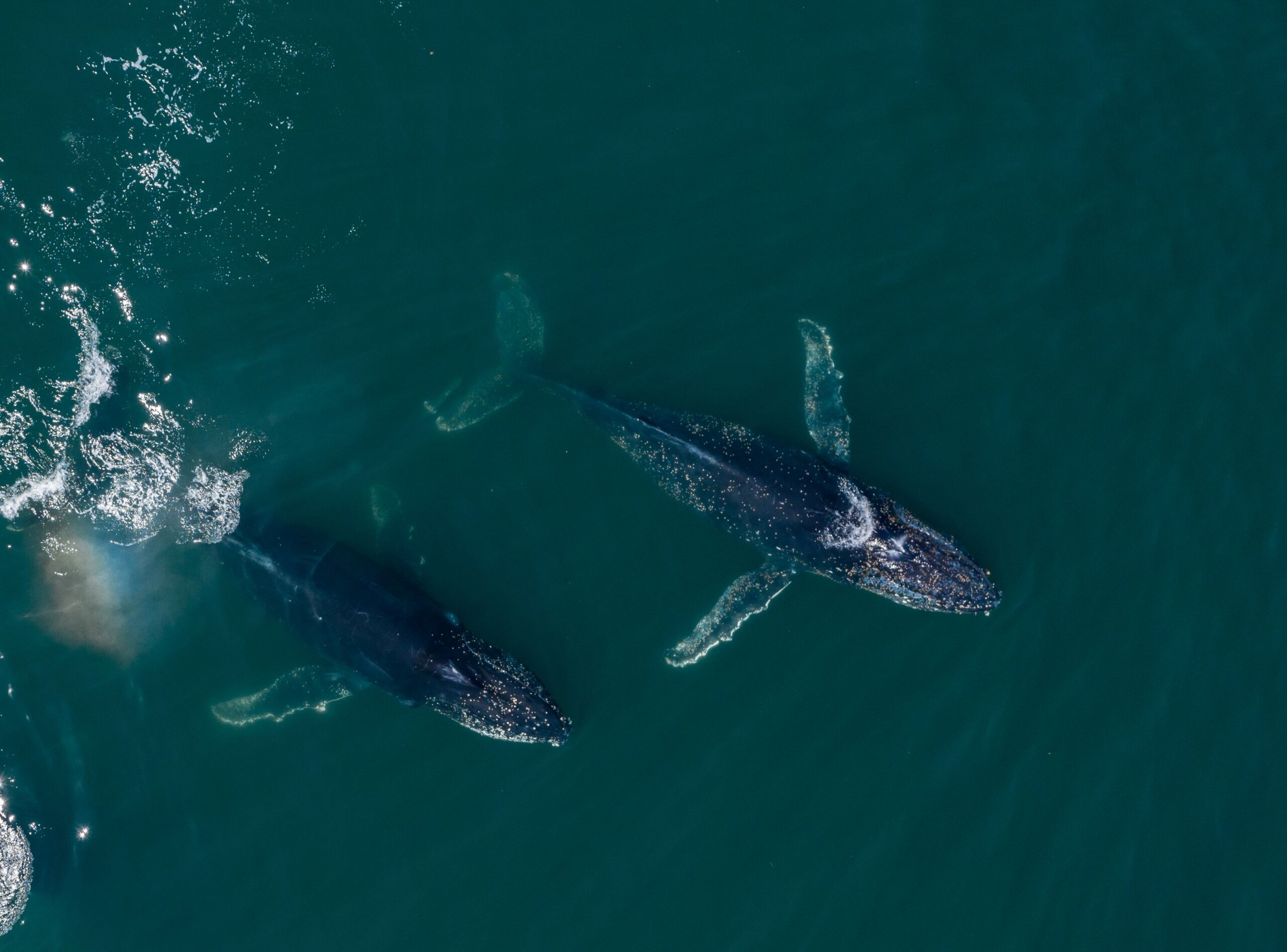 Ballenas jorobadas, en las aguas del Atlántico Sur, cerca de las costas del sur de Chubut. 