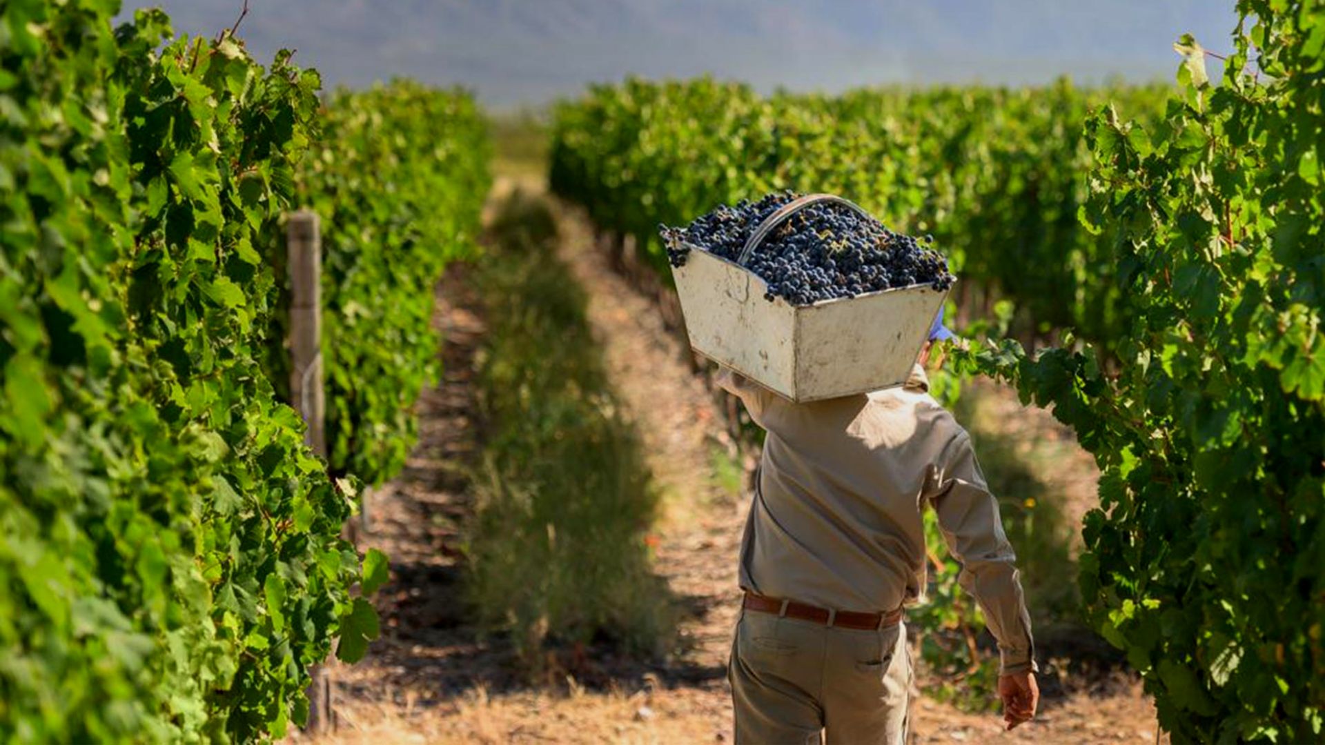 Una vendimia de vinos de altura en Cachi, en la provincia de Salta