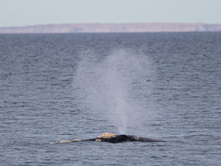 Llegaron las primeras ballenas de 2024 a Puerto Madryn