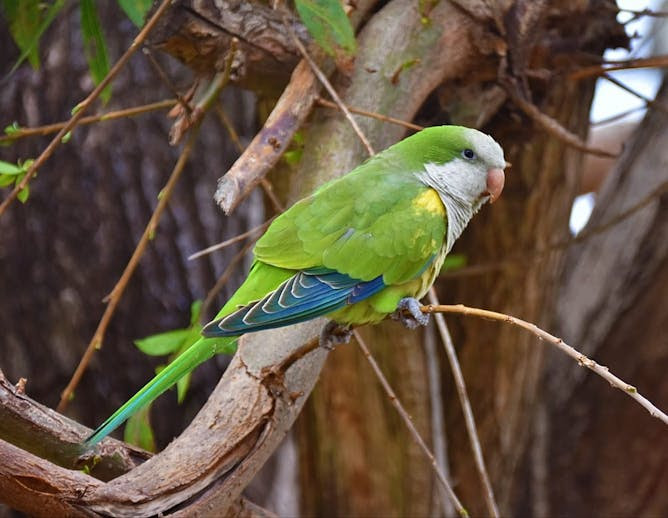 Las especies animales invasoras son centinelas medioambientales