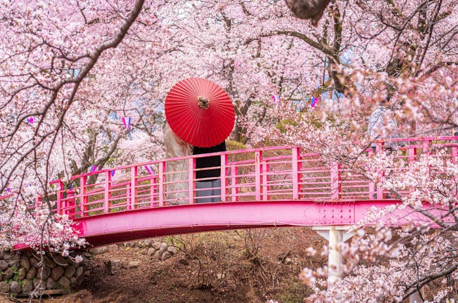 Tiempo de sakura: cerezos en flor y frutos saludables