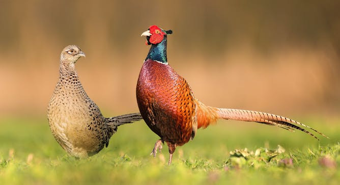 ¿Por qué en la mayoría de especies de aves los machos y las hembras tienen diferente tamaño?