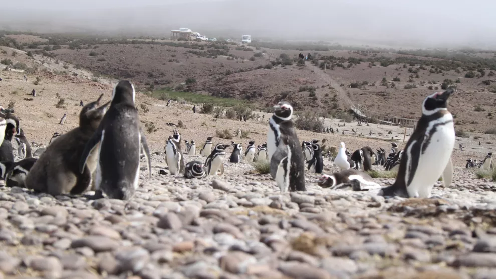 Septiembre es el mes de los pingüinos en Chubut, Argentina