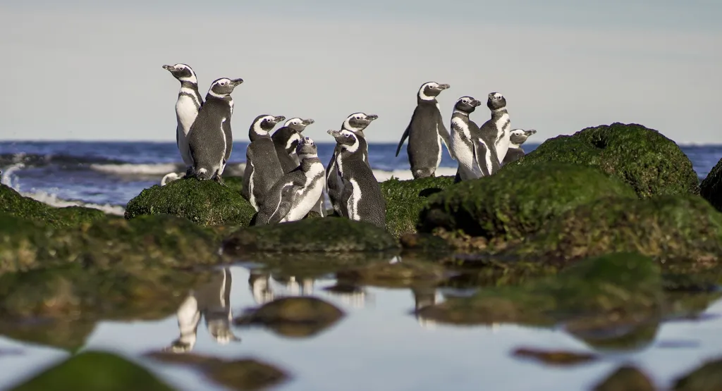 El Mundo Fascinante de los Pingüinos de Magallanes