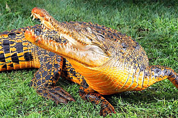 En Gabón descubrieron cocodrilos con piel naranja. ¿Una nueva especie?