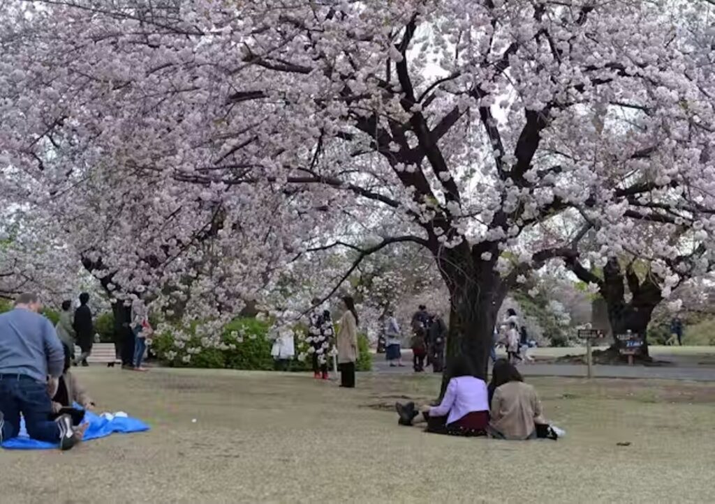 Celebrando la flor del cerezo, o la poesía de la impermanencia
