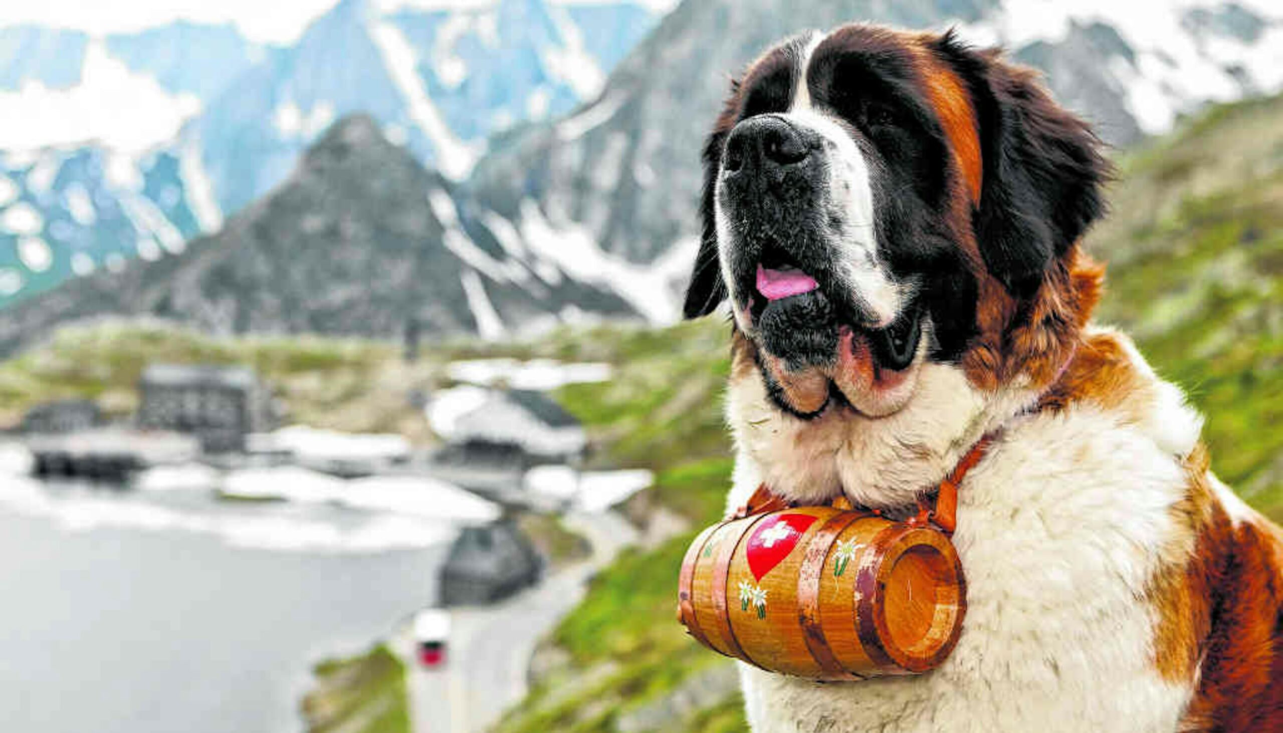 Cómo es Barryland, el único parque temático del mundo dedicado a los perros San Bernardo