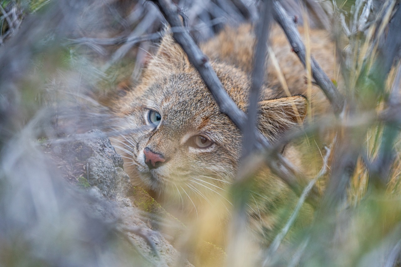 Gato del pajonal: el felino más esquivo de la Patagonia fue registrado durante un operativo inédito