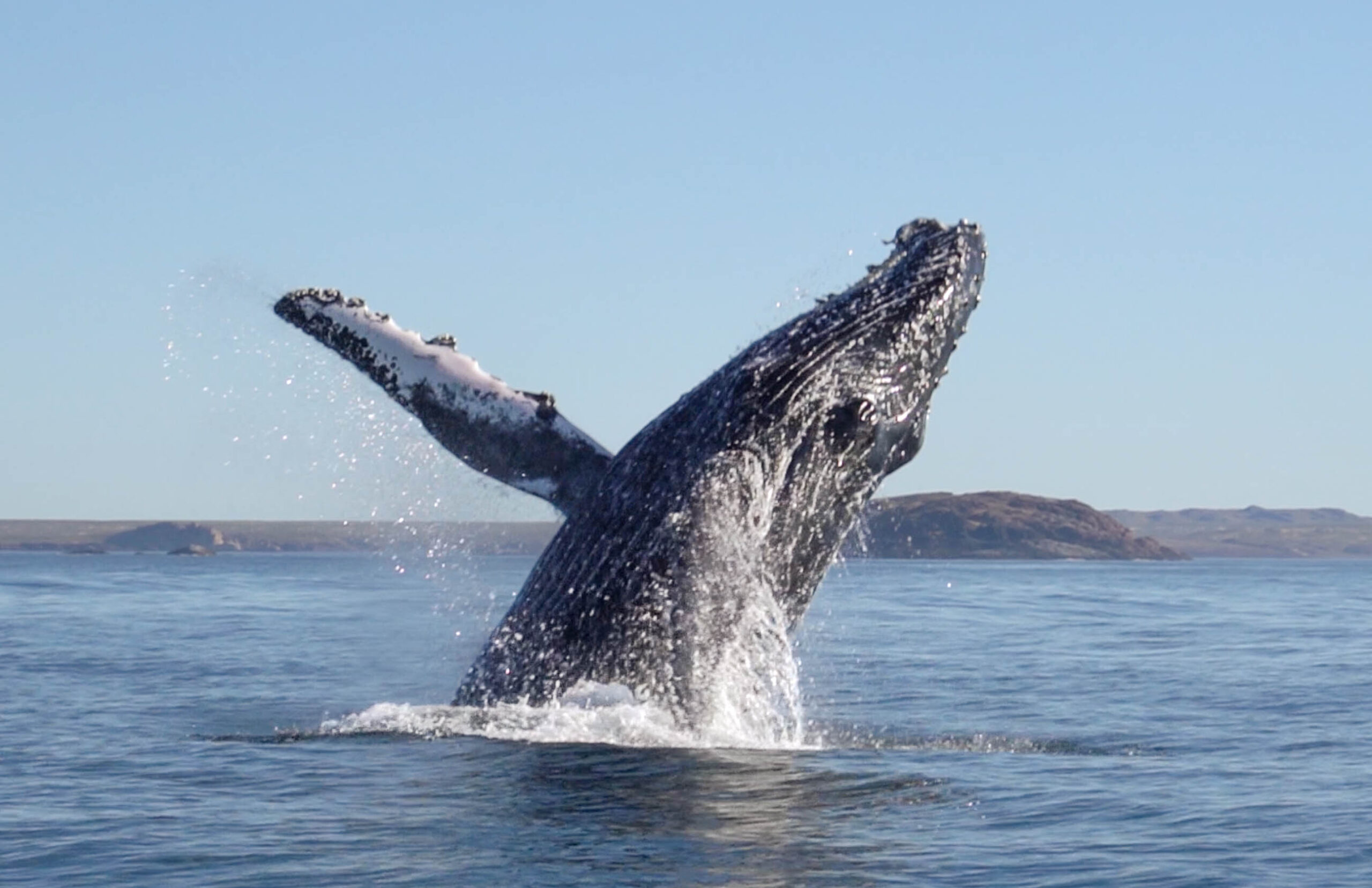 Ciencia colaborativa para conocer mejor las ballenas jorobadas del Atlántico Sur y sus migraciones