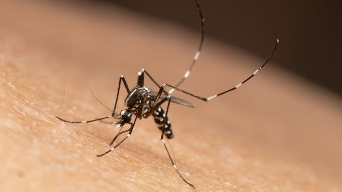 Inteligencia artificial para prevenir y diagnosticar el dengue