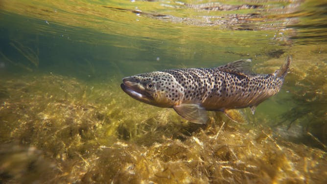Los peces de agua fría como el salmón y la trucha deben adaptarse al cambio climático