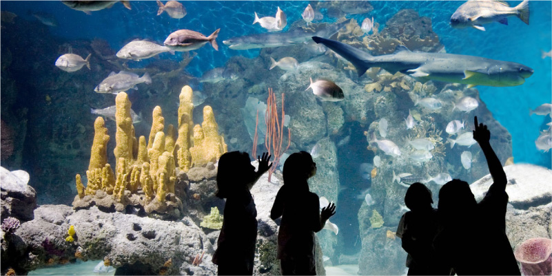Visitas submarinas – acuarios de Buenos Aires y su provincia