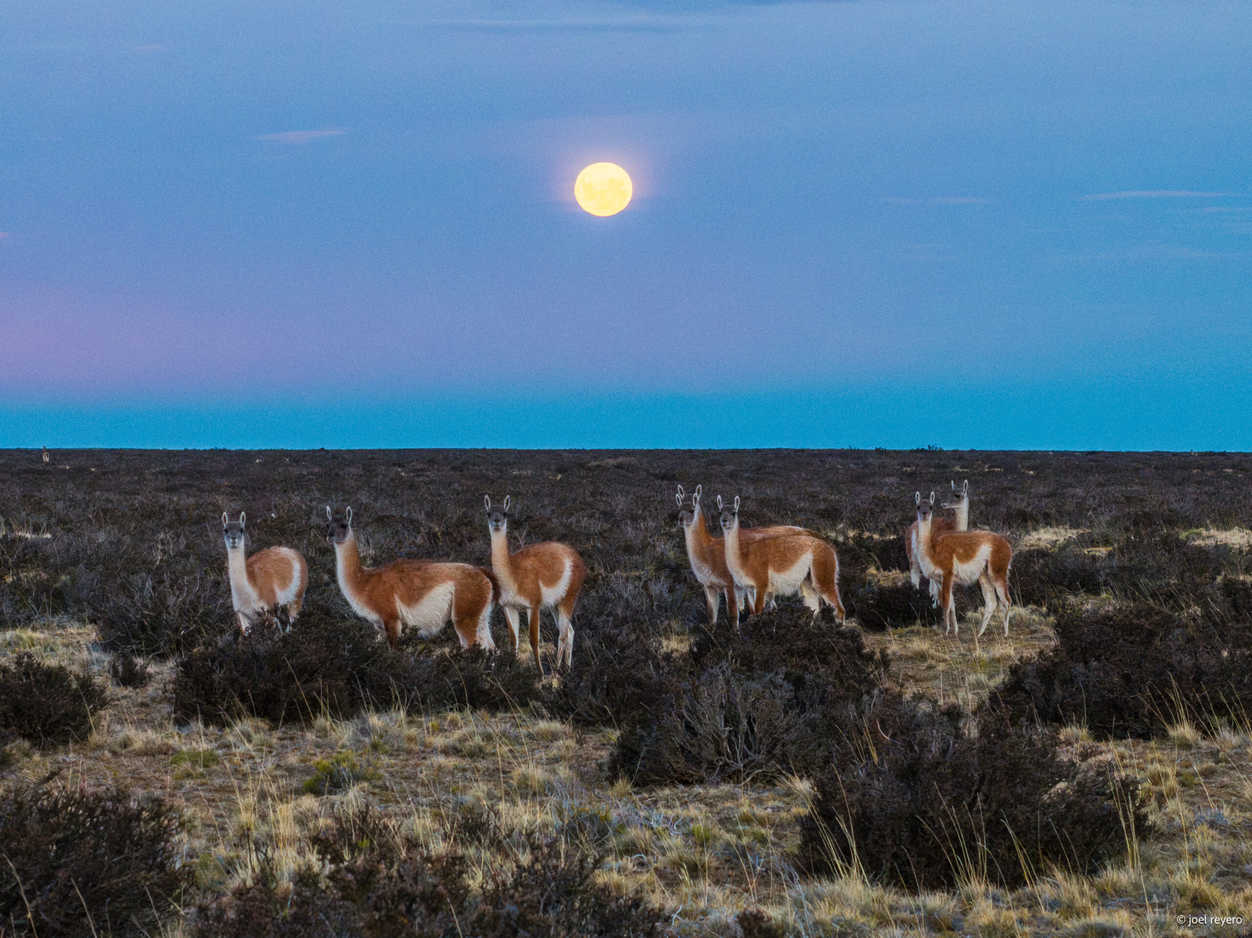 Las migraciones junto al mar de los guanacos de Monte León, en Santa Cruz