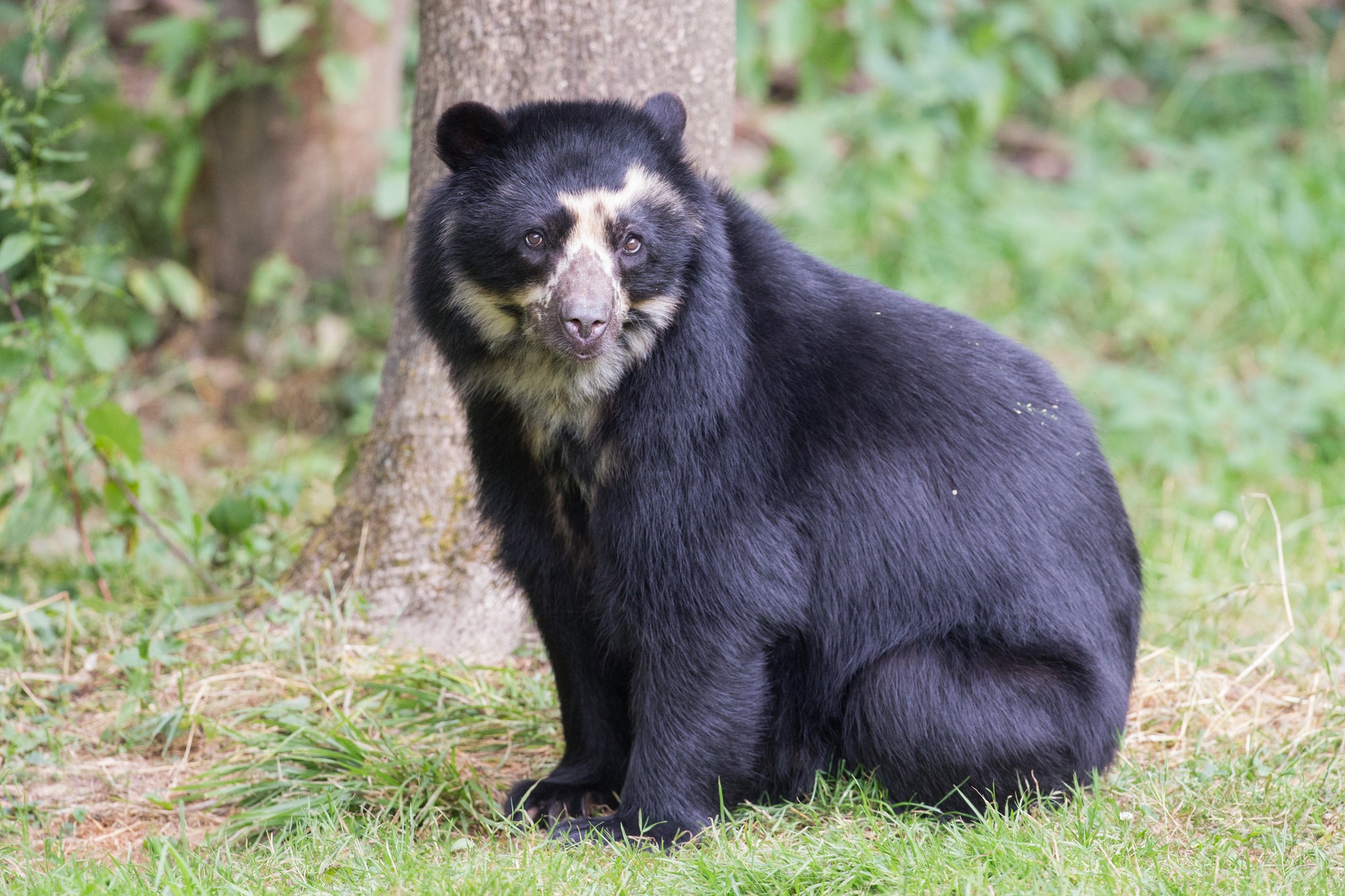 Perú impulsa una ley para proteger al oso andino, la única especie de oso de Sudamérica
