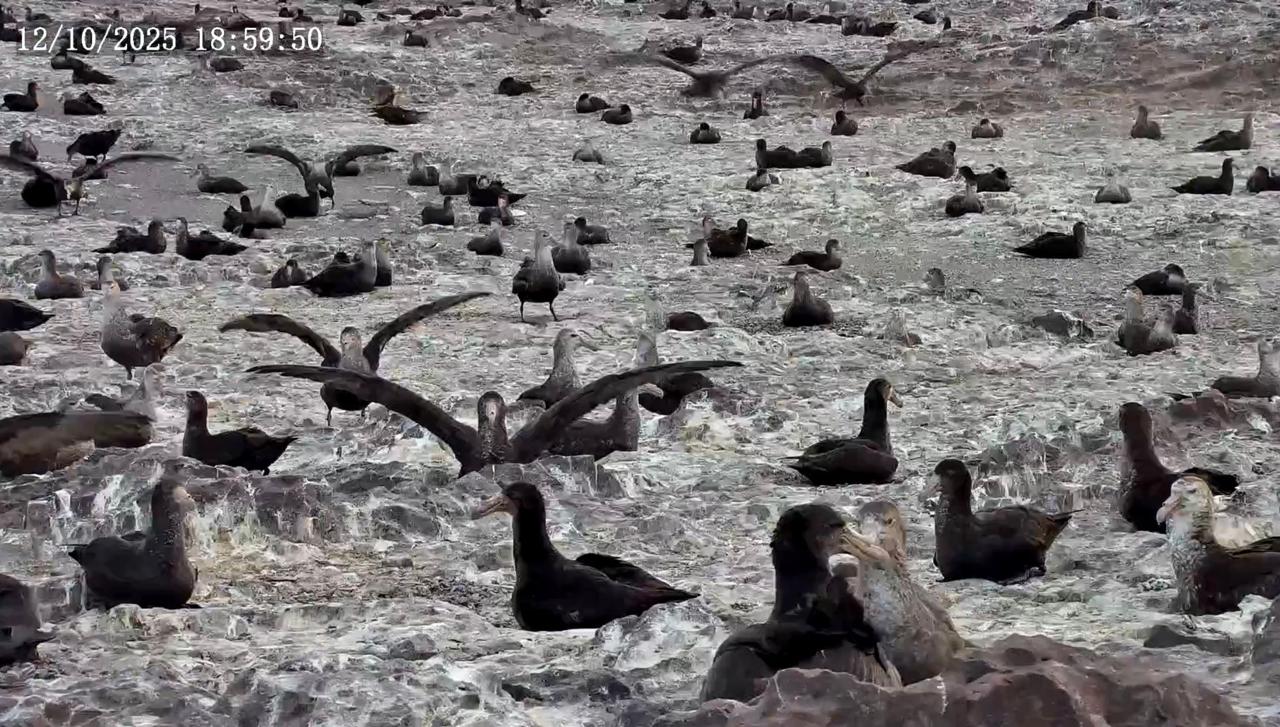 Ahora es posible ver los pingüinos del Parque Patagonia Azul desde la casa y desde cualquier parte del mundo