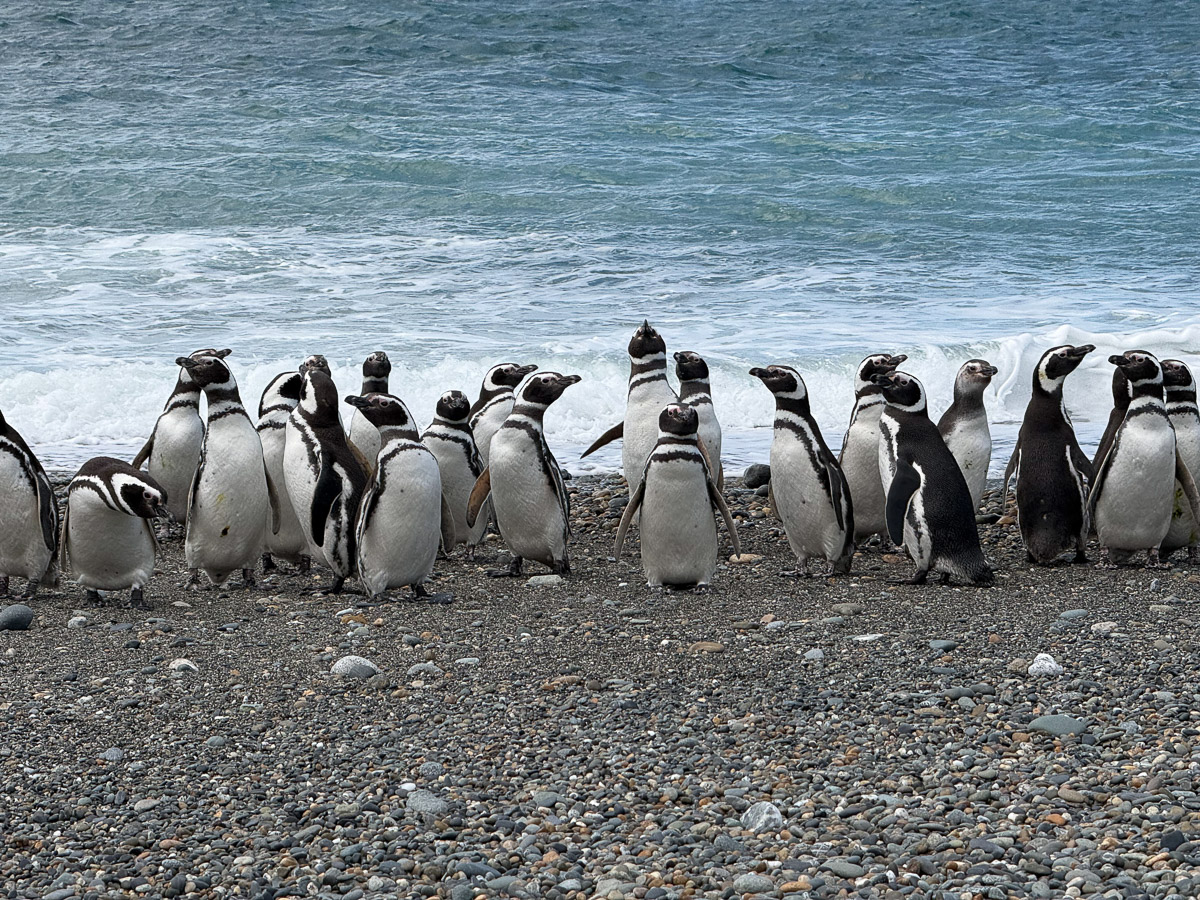 Cómo es Cabo Vírgenes, donde nace la Ruta 40 en el extremo sur continental de la Argentina