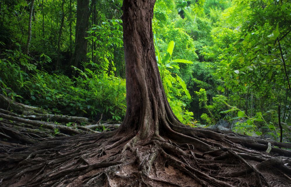 Las plantas son mucho más comunicativas de lo que se cree