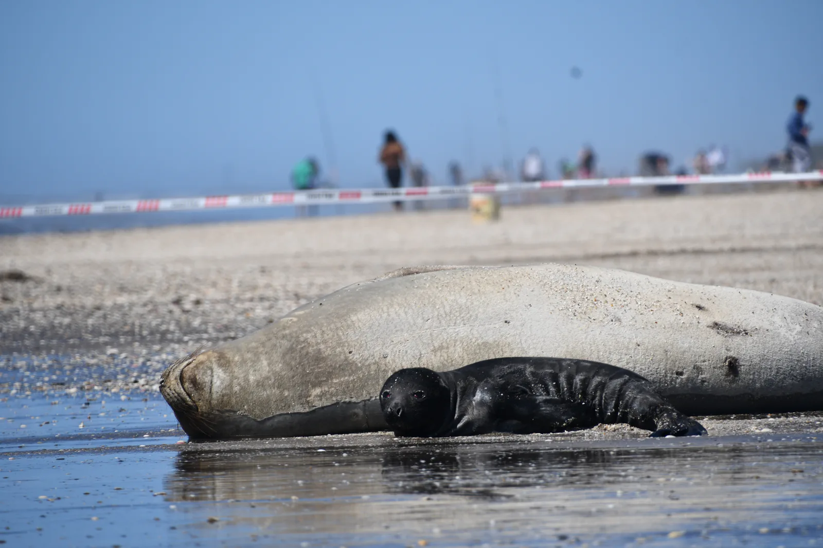 Fundación Mundo Marino comparte una guía para convivir con la fauna marina en las playas