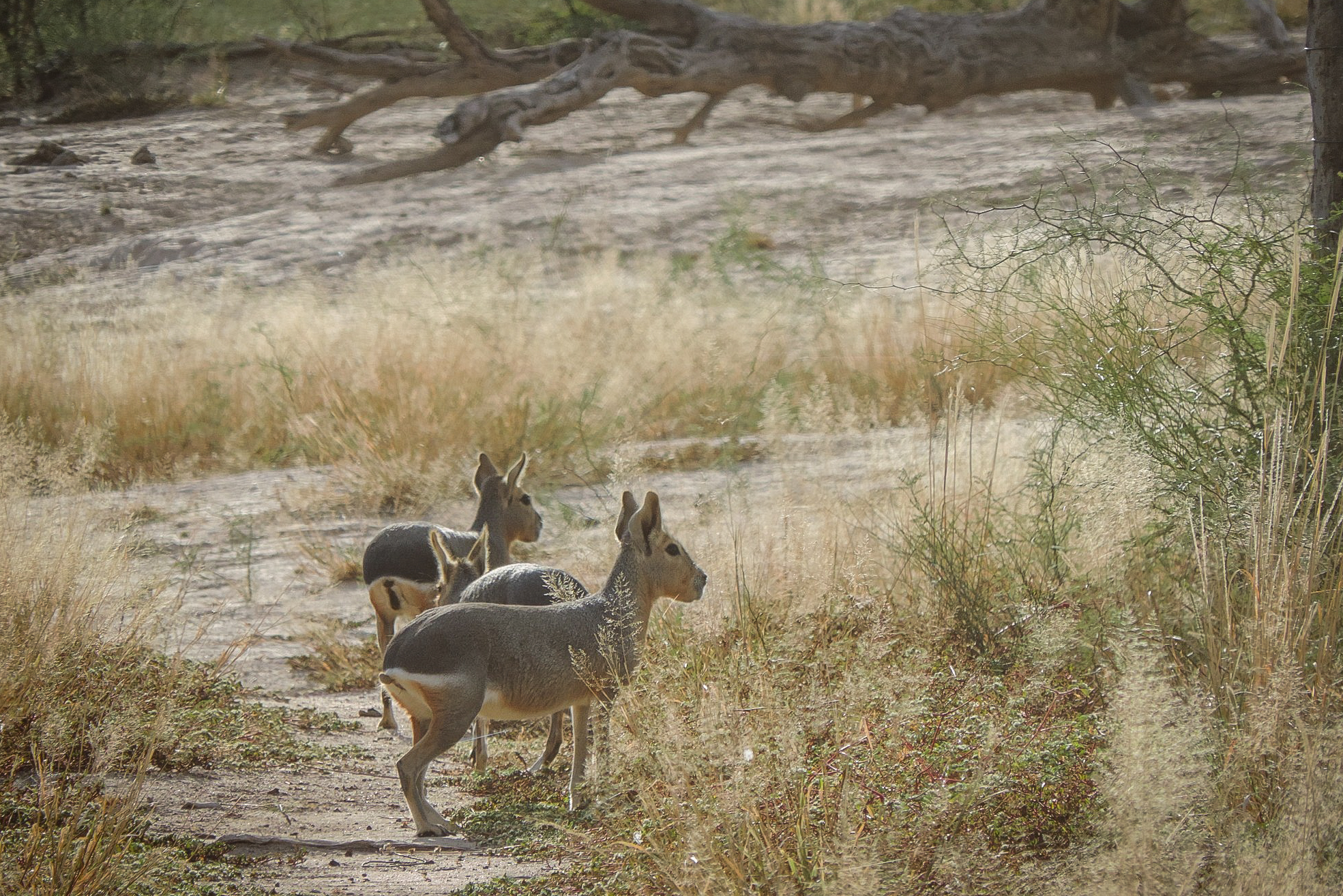 Aves Argentinas suma casi 48.000 hectáreas para ampliar el Parque Nacional Traslasierra, en Córdoba