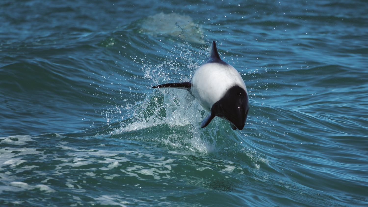 Es uno de los delfines más pequeños del mundo y se puede ver desde las costas de la Patagonia