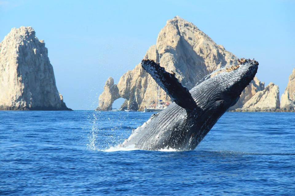 Comenzó la temporada 2026 de avistajes de ballenas en Los Cabos