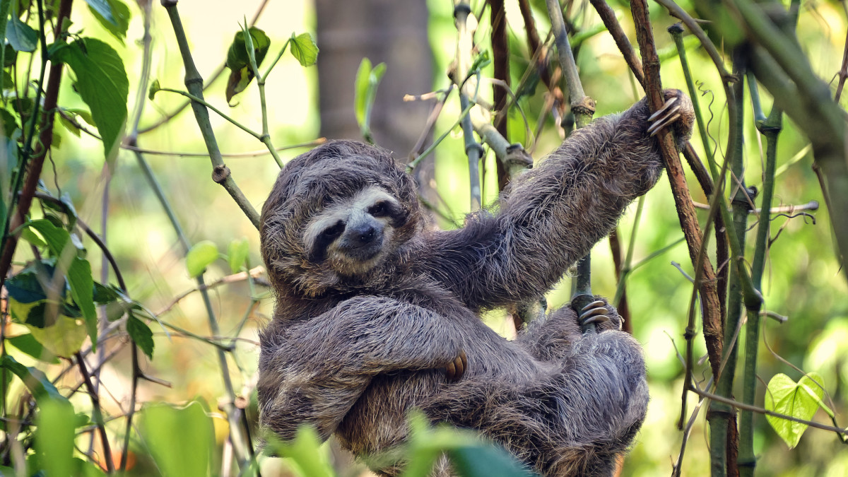 Sloth World en Orlando: una experiencia inmersiva con perezosos llegará en 2026